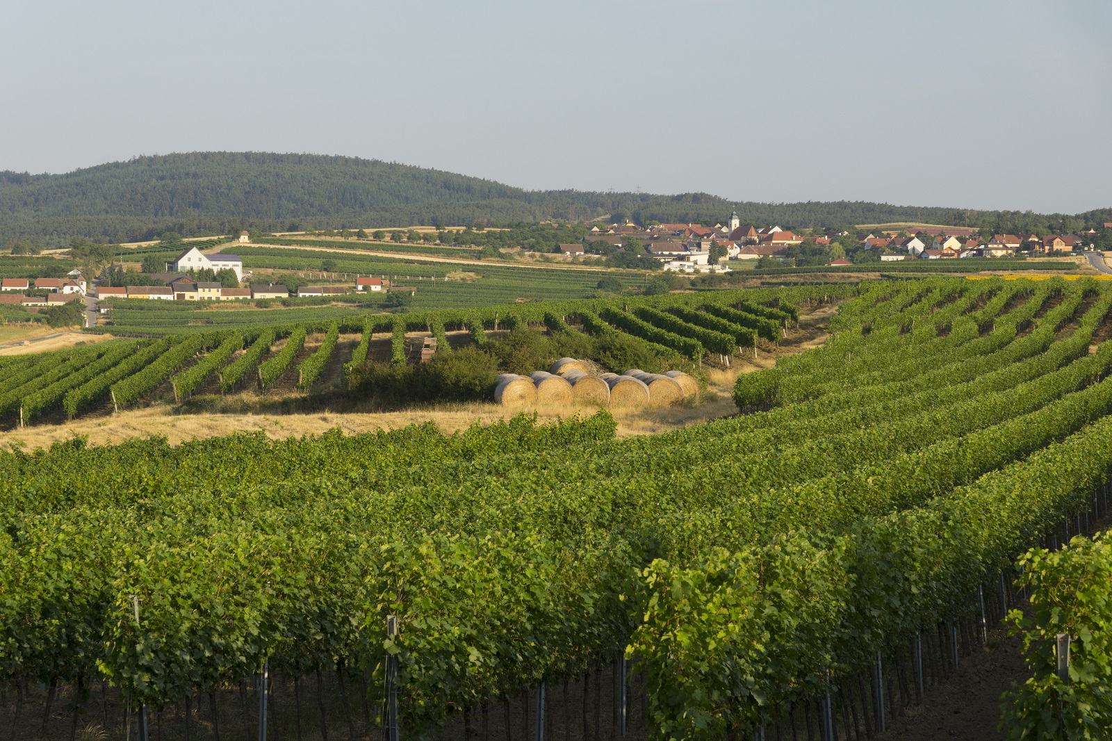 Mittelberg & Kellergasse