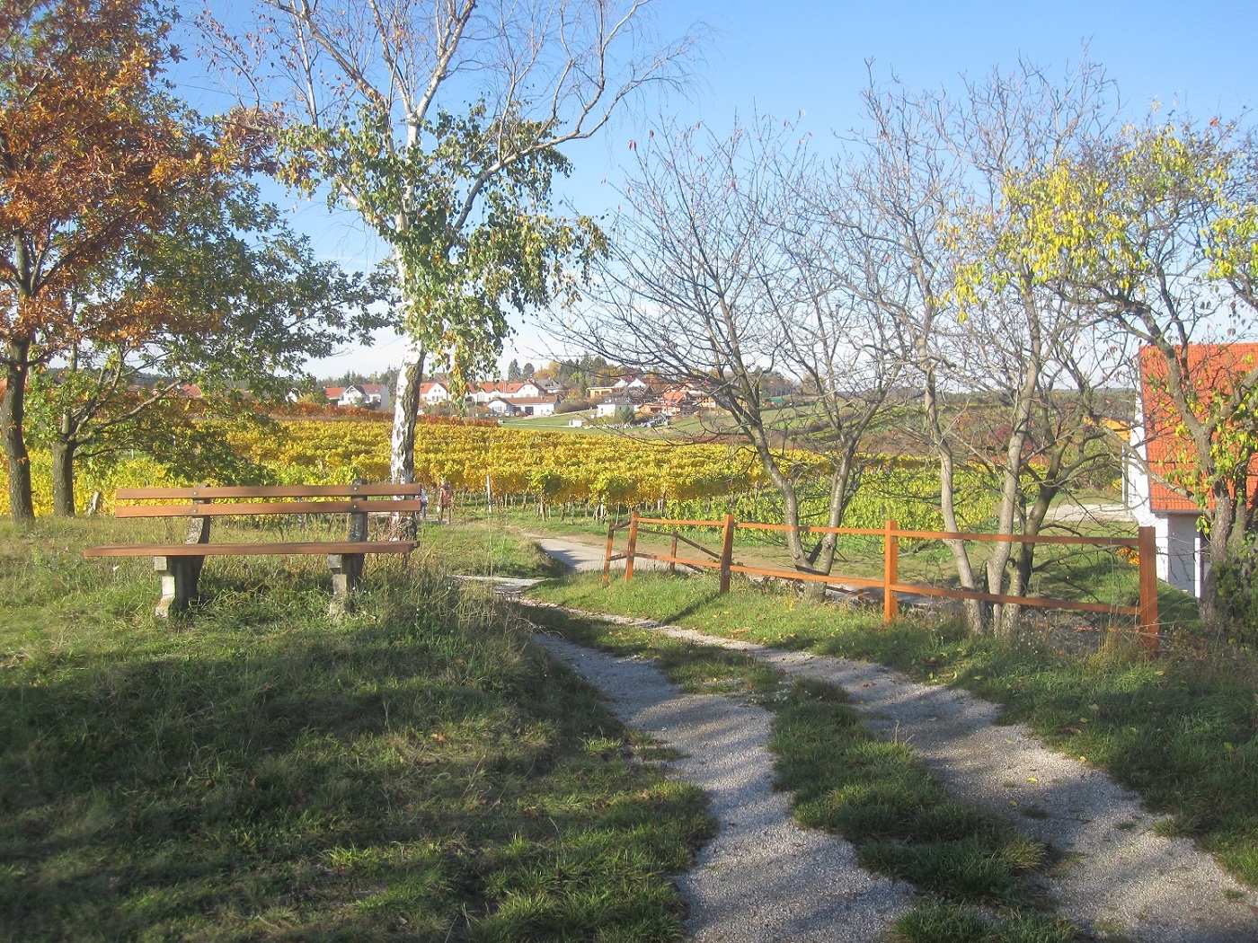 Vineyard