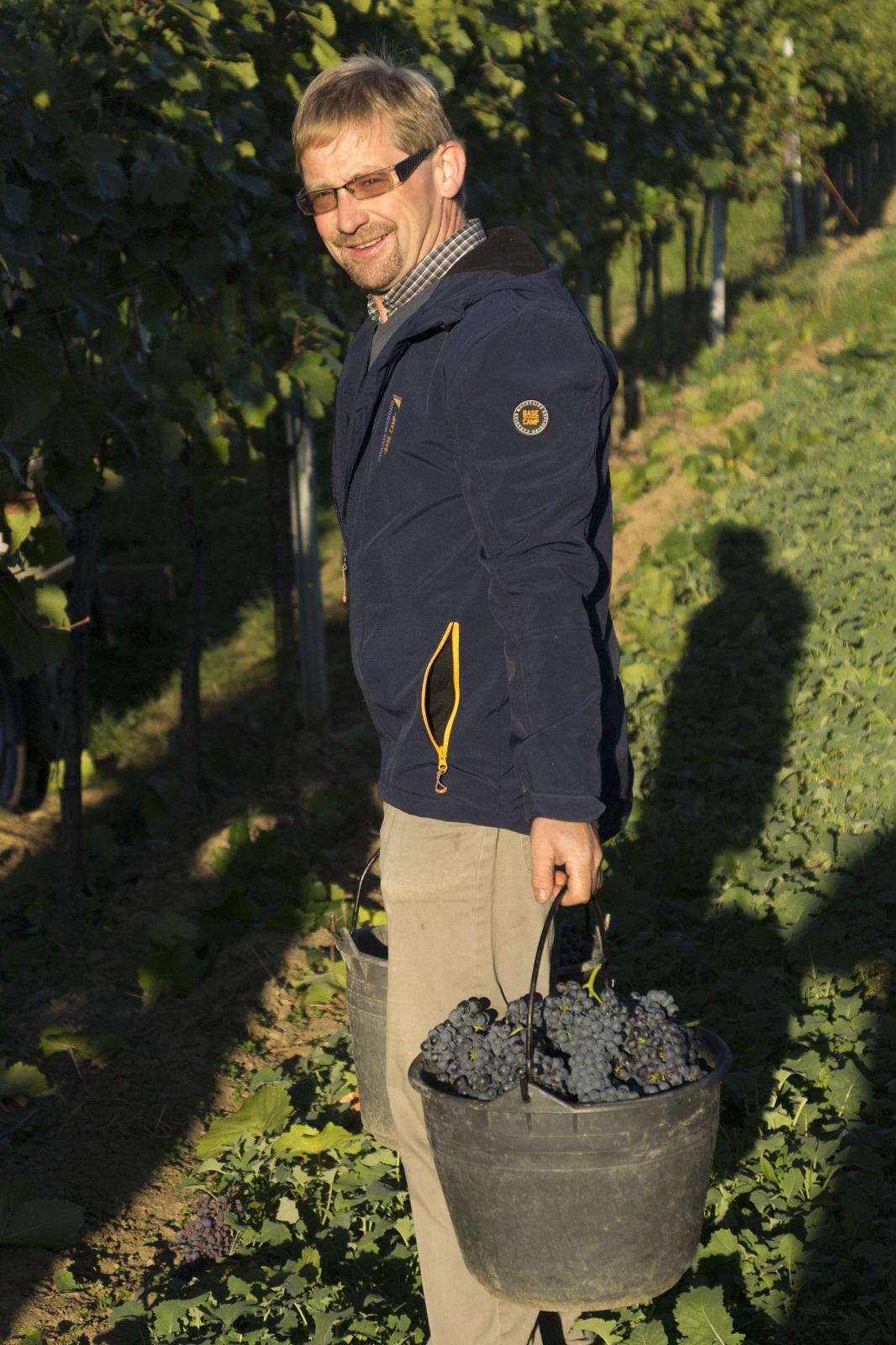 Grape harvesting