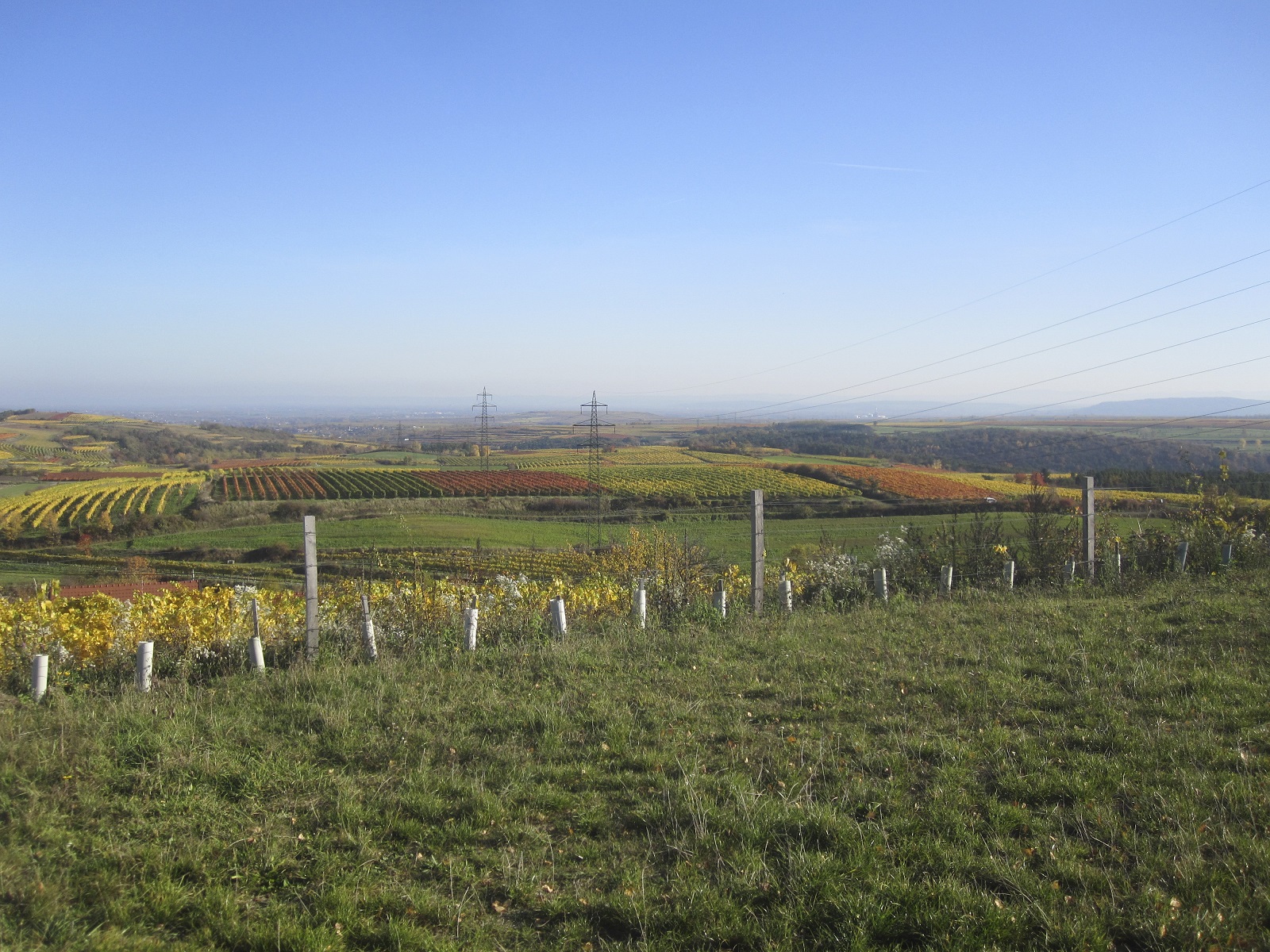 Mittelberg vineyards