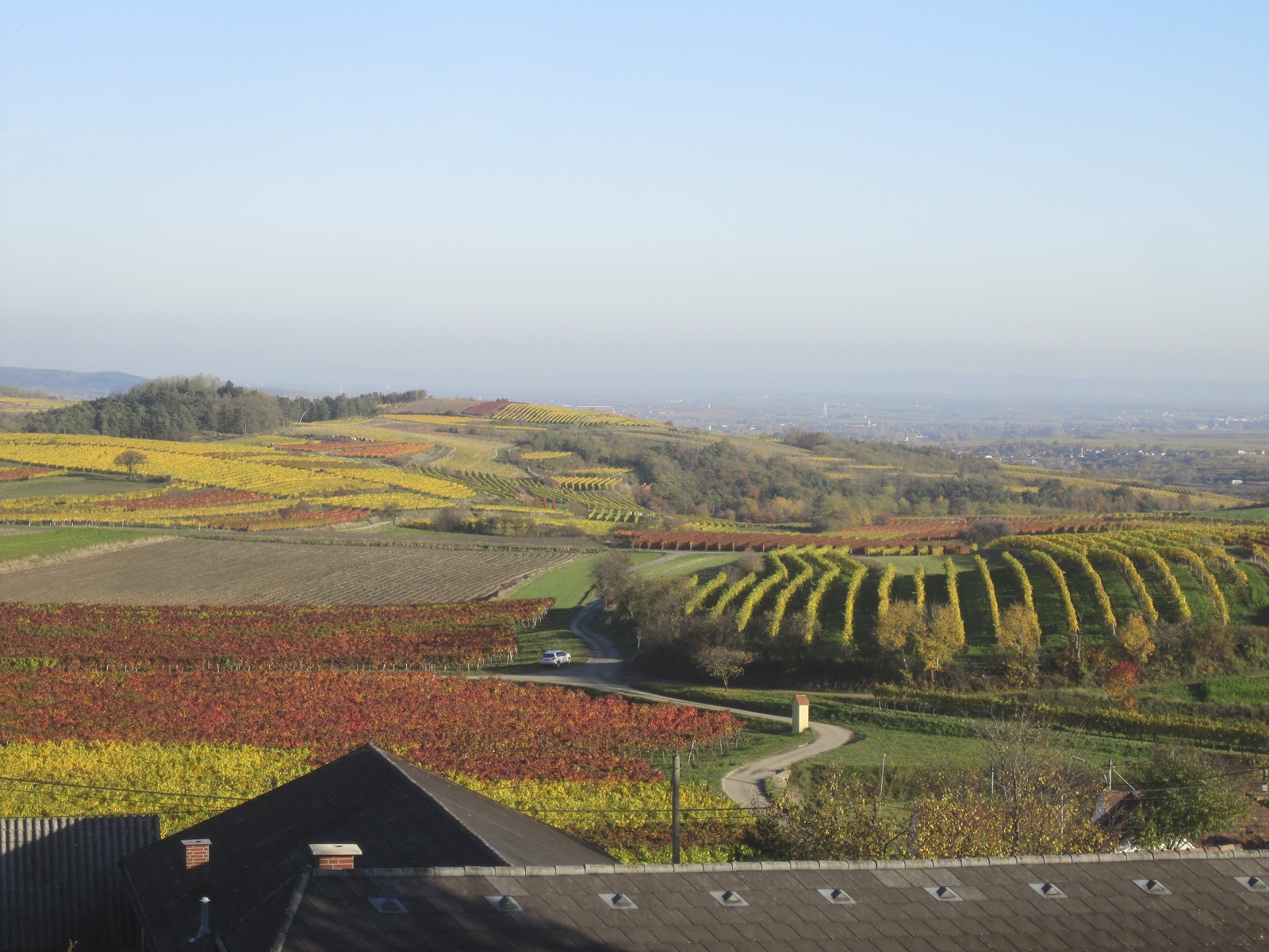 Mittelberg vineyards in autumn